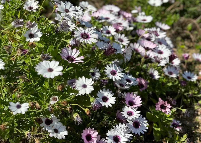 De Tourisme Les Hauts De L'avena